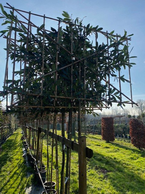 Goedkoop leibomen kopen Zottegem, Oost-Vlaanderen