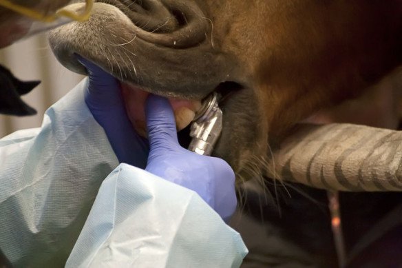 Dierenarts voor kleine huisdieren, Dierenarts voor paarden, Dierenarts voor herkauwers, Dierenarts voor vogels, Paardentandarts, Paardenfysiotherapeut, Duiven dierenarts, DNA bepaling bij dieren in Maldegem, Oost-Vlaanderen