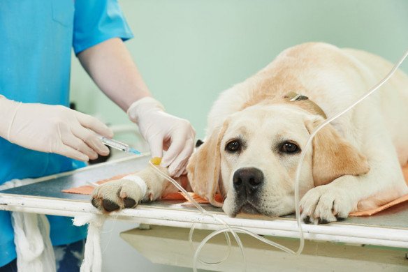 Katten en Honden, Paarden, Schapen en Geiten, Runderen, Dierenartsenpraktijk, Veearts in Alken, Limburg