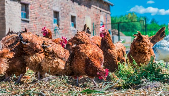 Biologisch pluimveebedrijf Haaltert, Oost-Vlaanderen