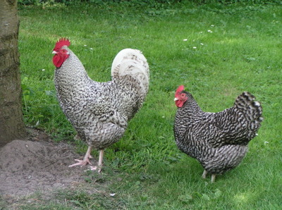 Biologisch pluimveebedrijf Haaltert, Oost-Vlaanderen