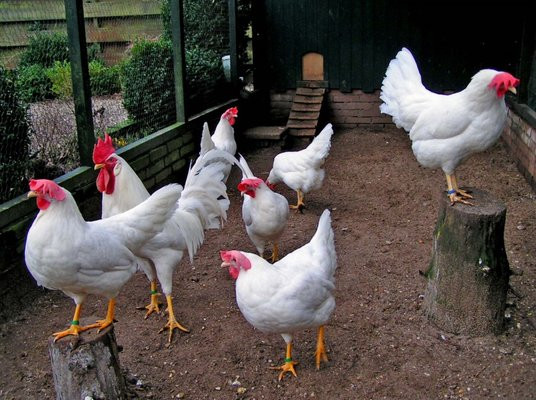 Legkip kopen Haaltert, Oost-Vlaanderen