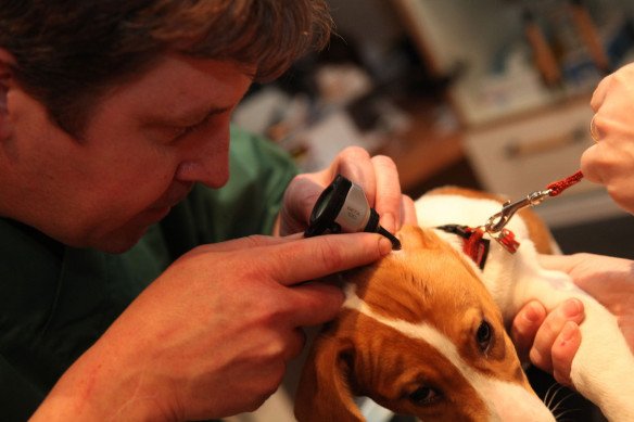 Dierenarts voor kleine huisdieren Lievegem, Oost-Vlaanderen