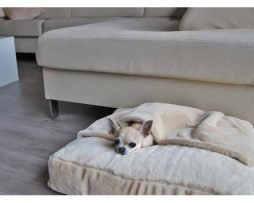 Dreamiezz-Slaapkussen-Beige-Chihuahua-254x203.jpg - Groovy Dogs, Saint-Sauveur