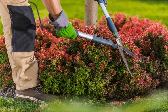 Periodiek tuinonderhoud Buggenhout, Oost-Vlaanderen