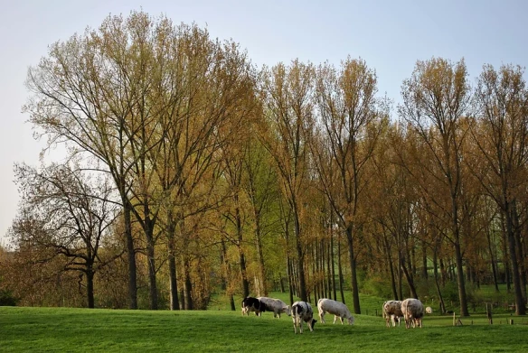 Vakantiehuis Gingelom, Limburg