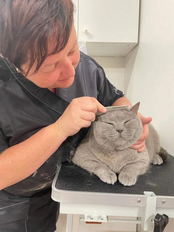 Ervaren kattenkapster Avelgem, West-Vlaanderen