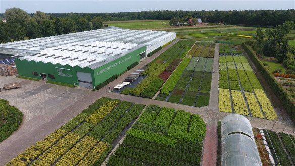 Groothandel tuinplanten Achel (Hamont-Achel), Limburg
