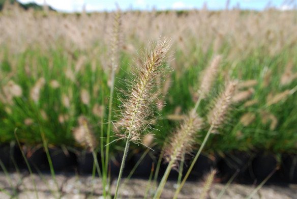 Plantenkwekerij voor tuincentrum Achel (Hamont-Achel), Limburg