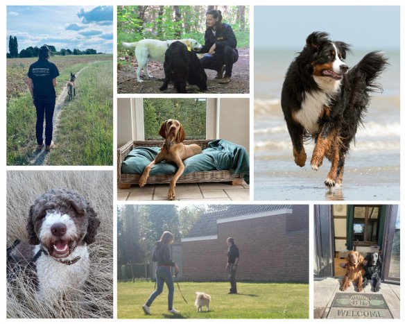 Gedragstherapie honden Waregem, West-Vlaanderen