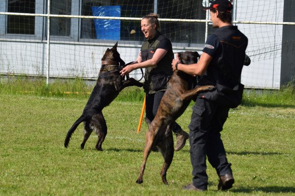 Gedragstherapie voor honden Beverlo, Limburg