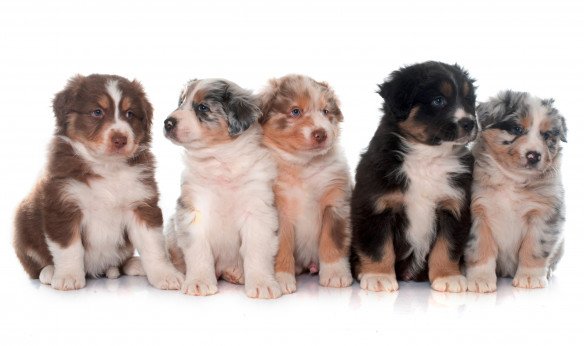 Australian shepherd pups Overmere, Oost-Vlaanderen