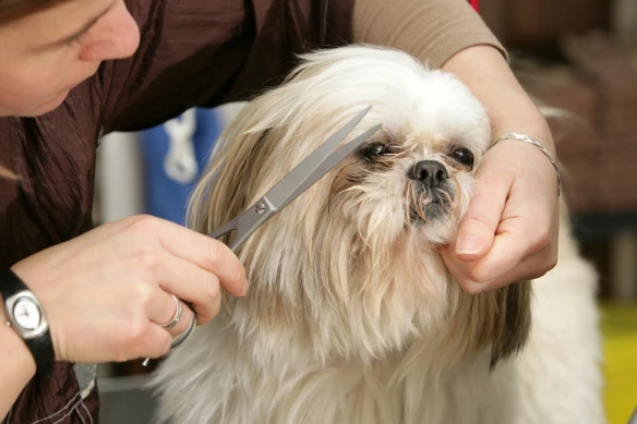 Dog grooming salon Deurne, Antwerpen