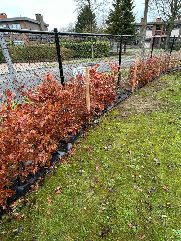 Verwilderde tuin opruimen Tremelo, Vlaams-Brabant